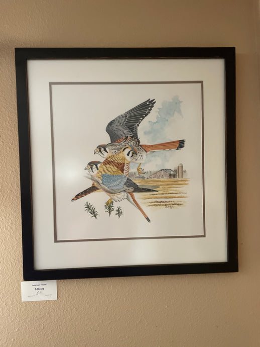 Framed American Kestrel Bundle - Original Watercolor 20 x 20 Plus a Signed Copy of American Kestrel: The Diminutive Raptor