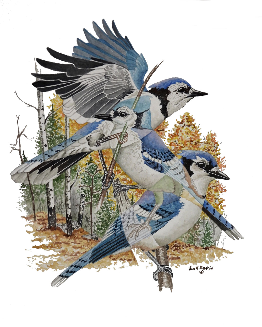 Blue Jay Painting (Original Watercolor)