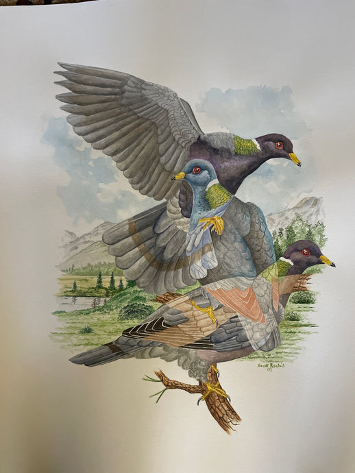 Band-tailed Pigeon Original Watercolor