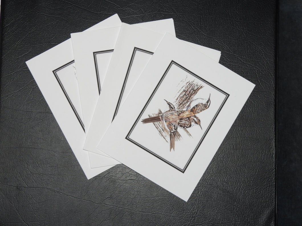 Brown Creeper Card Pack (Set of 4) 4 x 5