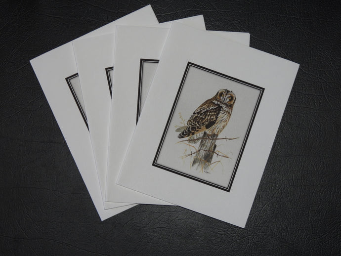 Short-Eared Owl Cards (set of 4) 4 x 5