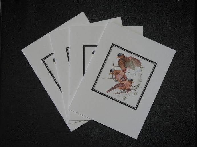 Rosy-finch Card Pack (set of 4) 4 x 5