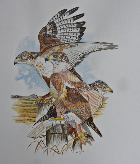 Ferruginous Hawk  Original watercolor  approximately 18 x 24