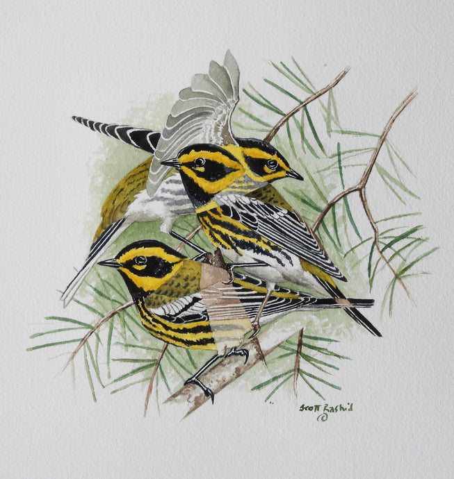 Townsend's Warbler  Original Watercolor  6 x 9