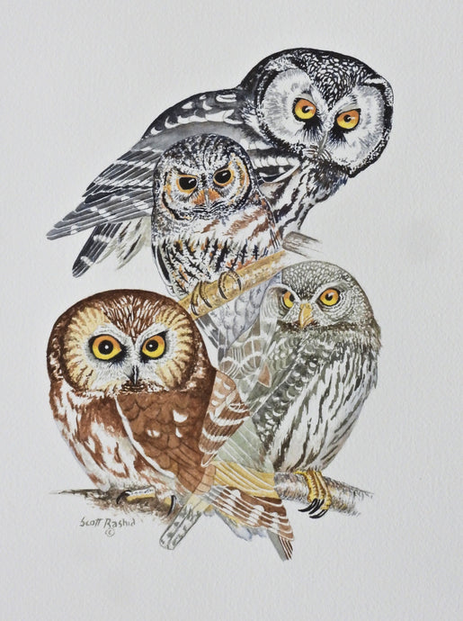 Small Mountain Owls Revised and Expanded  9 x 12