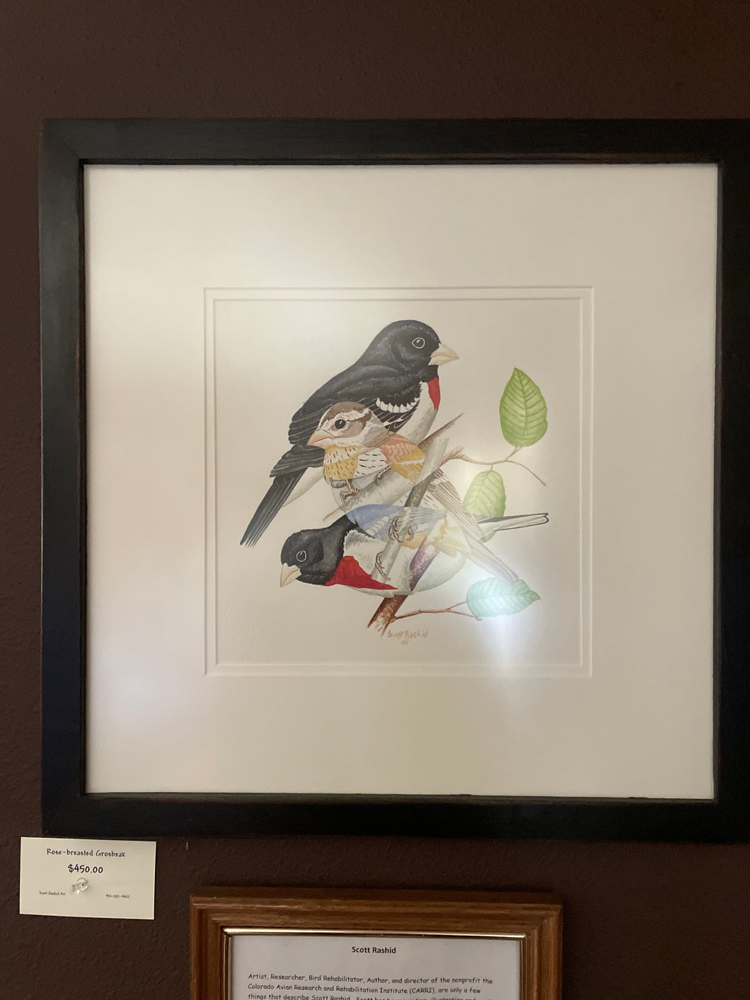Framed Rose-Breasted Grosbeak (Original Watercolor) (14 x 14)