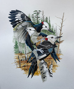 White-headed Woodpecker (Original Watercolor)