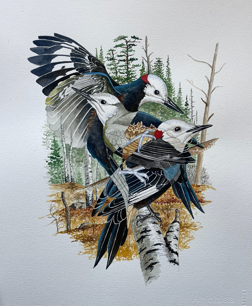 White-headed Woodpecker (Original Watercolor)