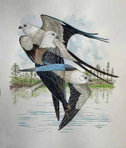 Swallow-tailed Kite