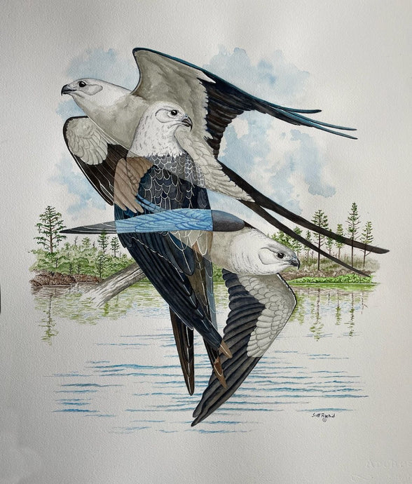 Swallow-tailed Kite