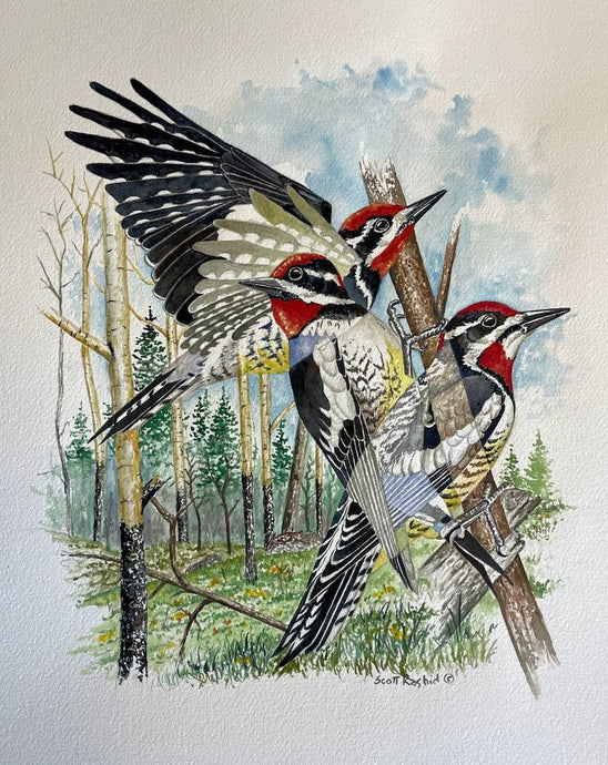 Red-napped Sapsucker Original Watercolor