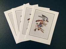 Load image into Gallery viewer, American Kestrel Card Pack (Set of 4) 4&quot; x 5&quot;