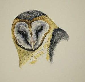 Ashy-faced Owl (Original Watercolor) 5" x 5"