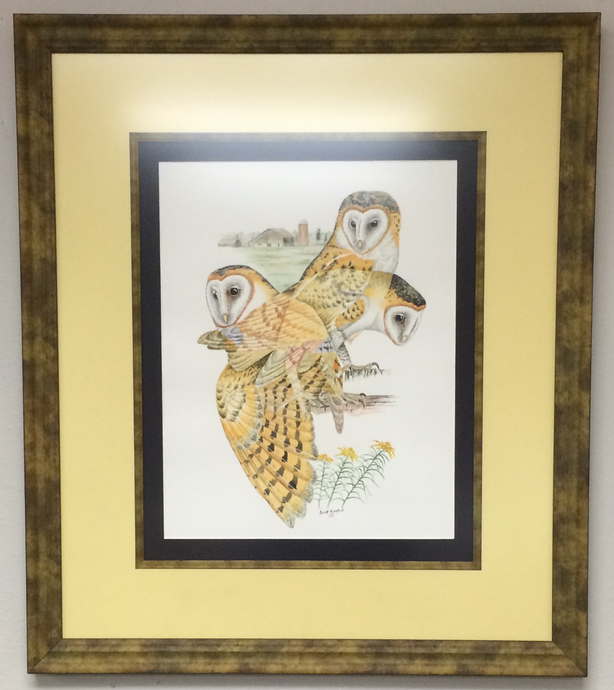 Barn Owl (Original Watercolor) Framed