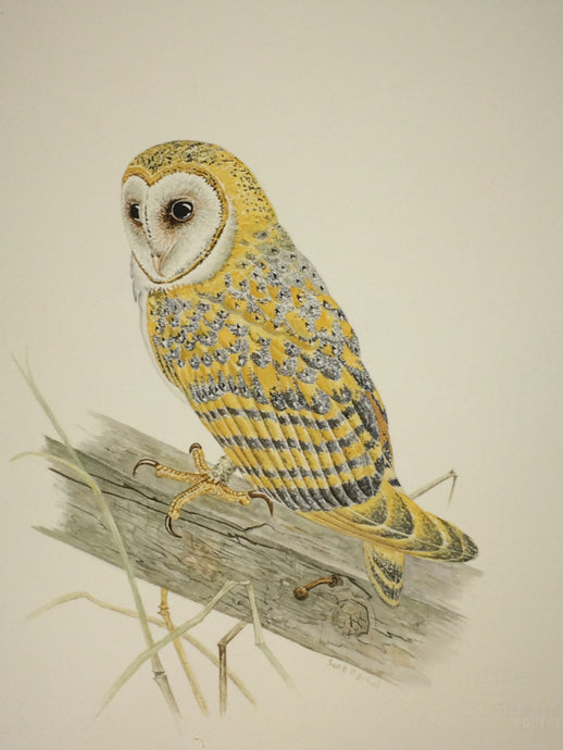 Barn Owl Roosting (Original Watercolor) 8
