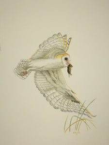 Barn Owl with vole (Original Watercolor)  12" x 16"