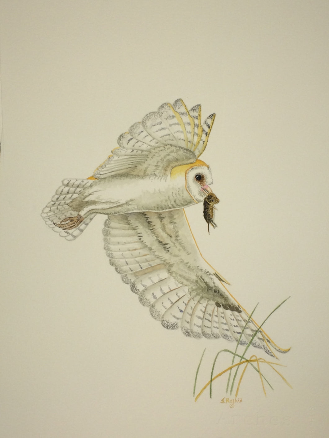 Barn Owl with vole (Original Watercolor)  12