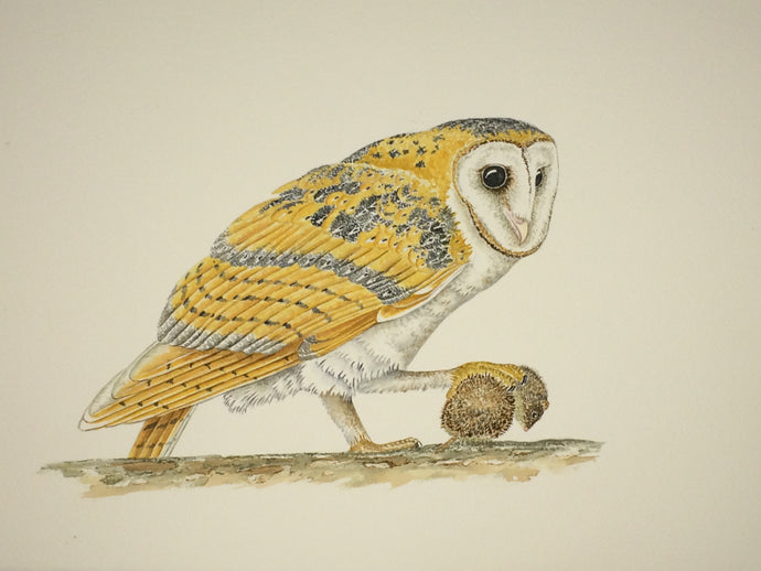 Barn Owl with Vole (Original Watercolor) 8