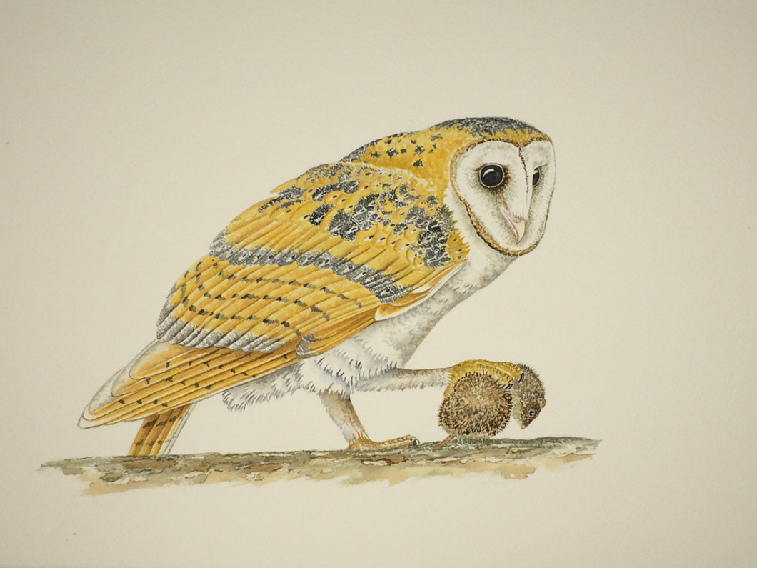 Barn Owl with Vole (Original Watercolor) 8