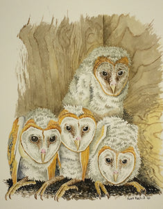 Barn Owlets in Nest Box (Original Watercolor) 12" x 16"