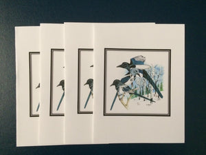 Black-billed Magpie Card Pack (Set of 4) 4" x 5"