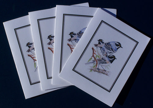 Black-Throated Gray Warbler Card Pack (Set of 4) 4