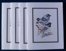 Load image into Gallery viewer, Black-Throated Gray Warbler Card Pack (Set of 4) 4&quot; x 5&quot;