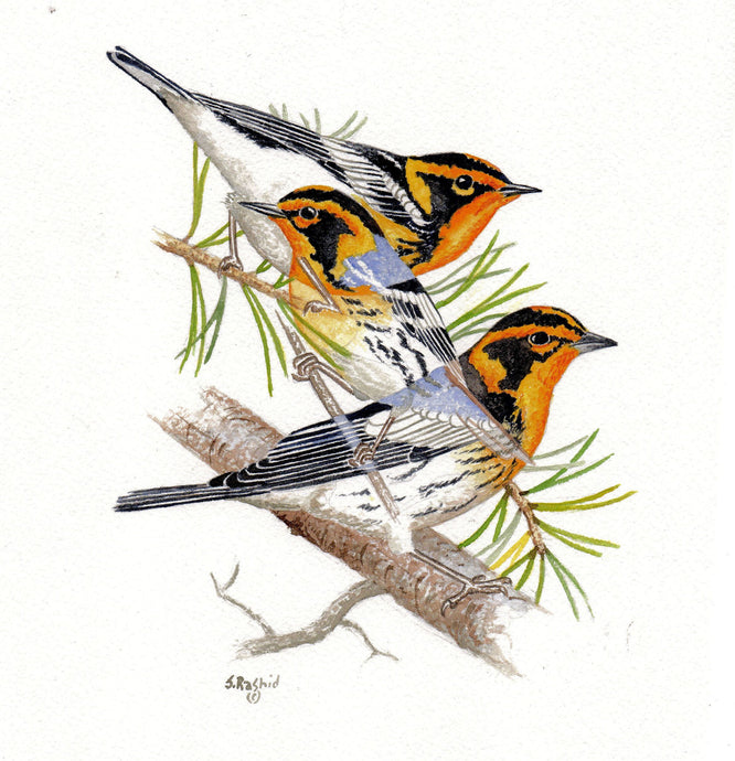 Blackburnian Warbler (Original Watercolor) 8