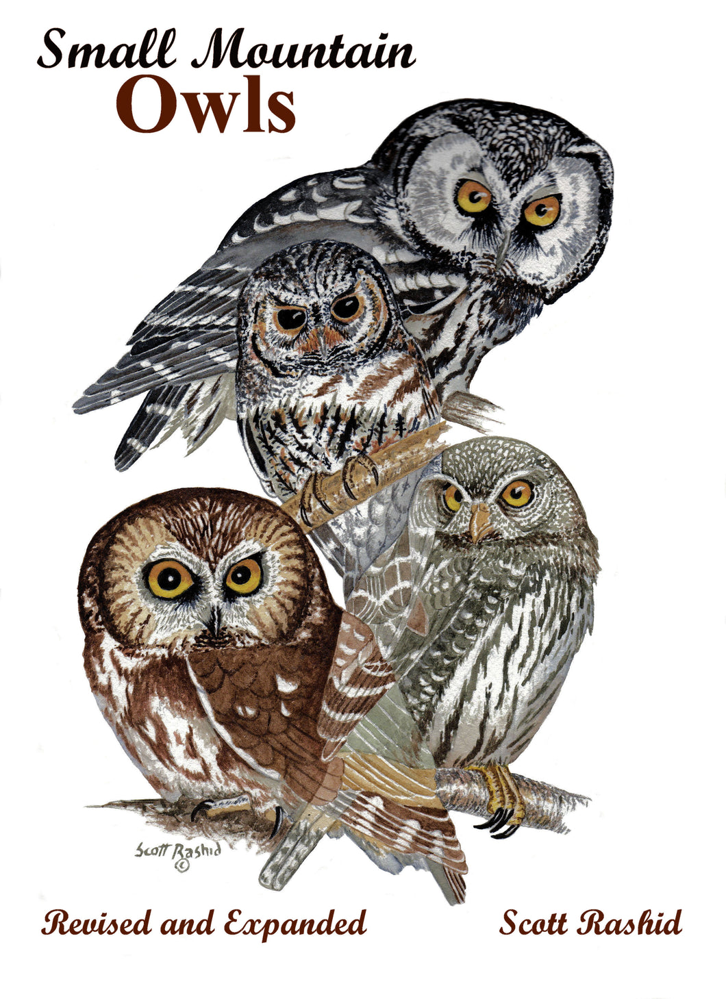 Small Mountain Owls Revised and Expanded