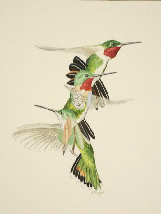 Broad-tailed Hummingbird (Original Watercolor) 4