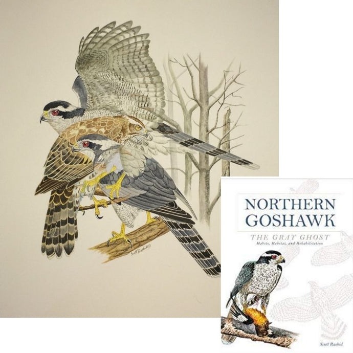 Northern Goshawk Bundle - Original Watercolor (14