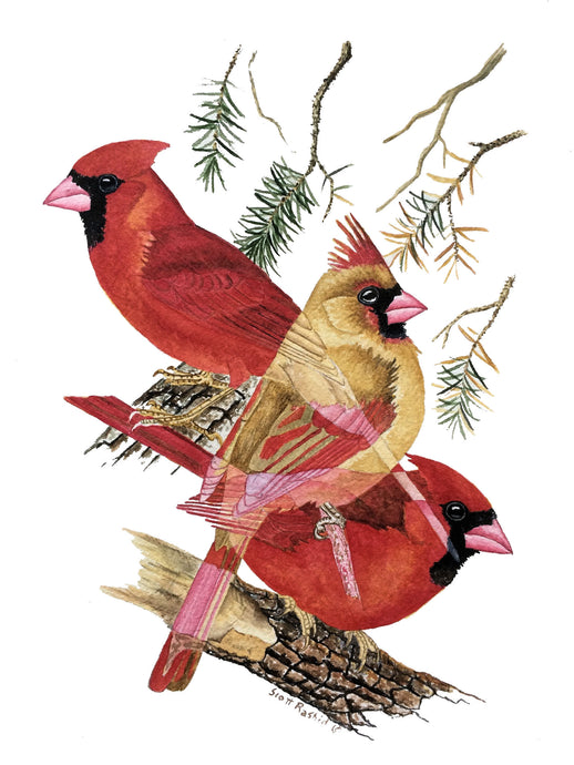 Northern Cardinal (Original Watercolor) 9