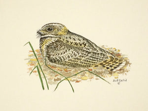 Common Poorwill (Original Watercolor) 5" x 5"