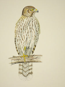 Cooper’s Hawk - Juvenile (Original Watercolor) 6" x 10"