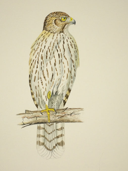 Cooper’s Hawk - Juvenile (Original Watercolor) 6