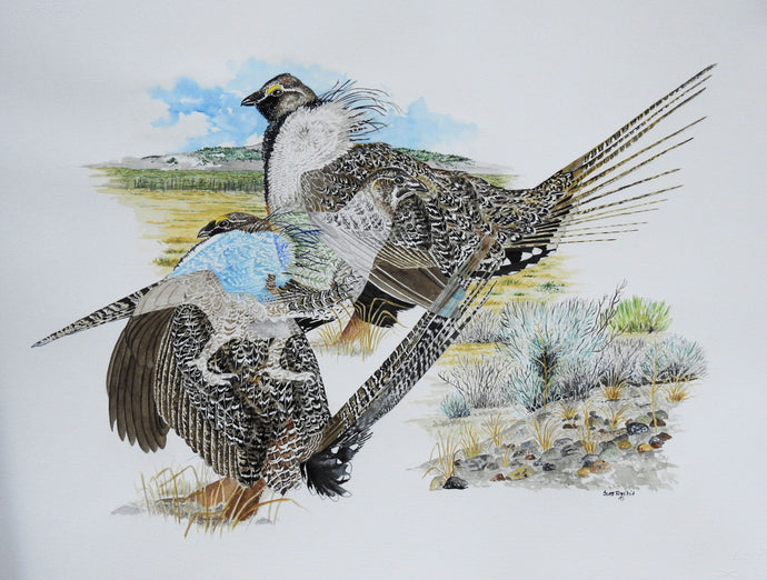 Greater Sage Grouse  Original Watercolor