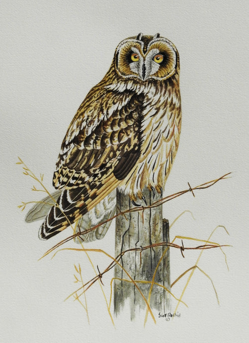 Short-eared Owl  (Original Watercolor)