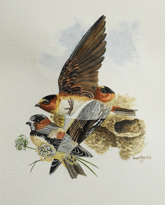 Cliff Swallows (Original Watercolor)