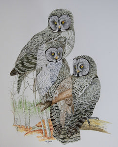 Great Gray Owl (Original Watercolor) 16" x 12"