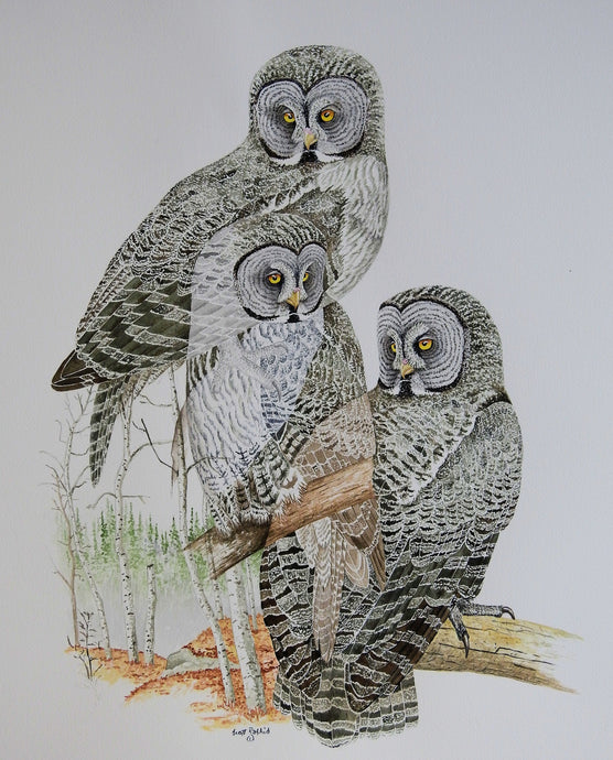 Great Gray Owl (Original Watercolor) 16