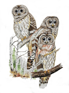 Barred Owl (Original Watercolor) 12" x 17"