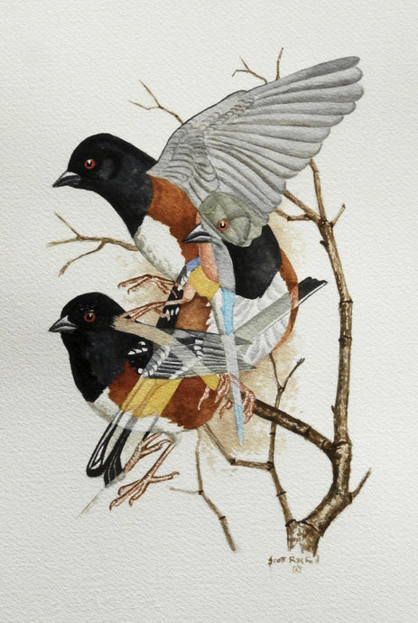 Spotted Towhee (Original Watercolor)