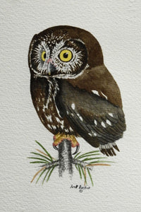 Boreal Owlet (Original Watercolor) 6" x 8"