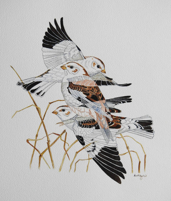 Snow Bunting (Original Watercolor)