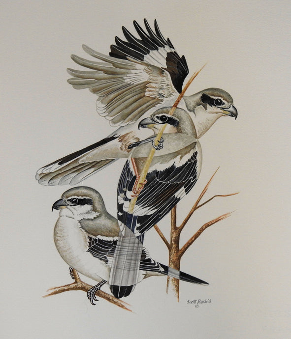 Northern Shrike Original Watercolor Painting (13 x 14 inches)