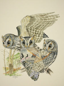 Flammulated Owl (Original Watercolor) 10" x 12"