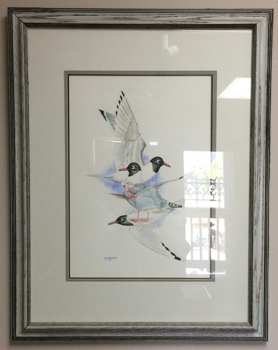 Franklin's Gulls (Original Watercolor) Framed