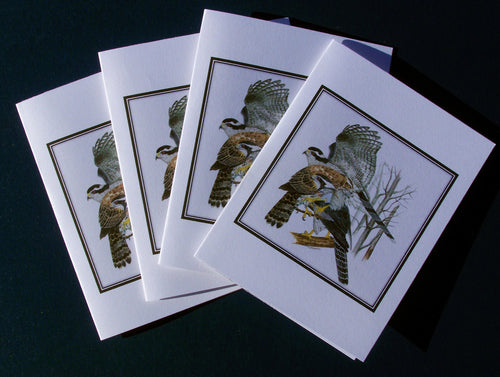 Northern Goshawk Card Pack (Set of 4) 4