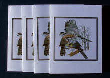 Load image into Gallery viewer, Northern Goshawk Card Pack (Set of 4) 4&quot; x 5&quot;