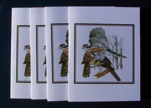 Northern Goshawk Card Pack (Set of 4) 4" x 5"